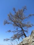 Larix sibirica. Дерево с неопавшими шишками. Республика Хакасия, Ширинский р-н, окр. с. Ефремкино, гранитные скалы. 06.05.2021.