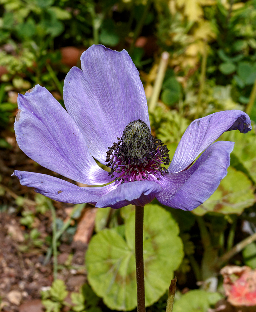 Изображение особи Anemone coronaria.