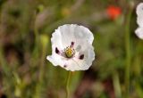 Papaver albiflorum. Цветок. Крым, Караларский природный парк, окр. бухты Коровья, степь. 07.05.2021.