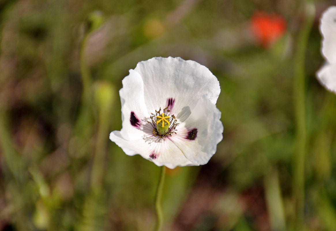 Изображение особи Papaver albiflorum.