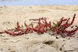 Rumex ucranicus