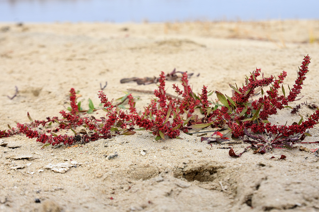 Изображение особи Rumex ucranicus.