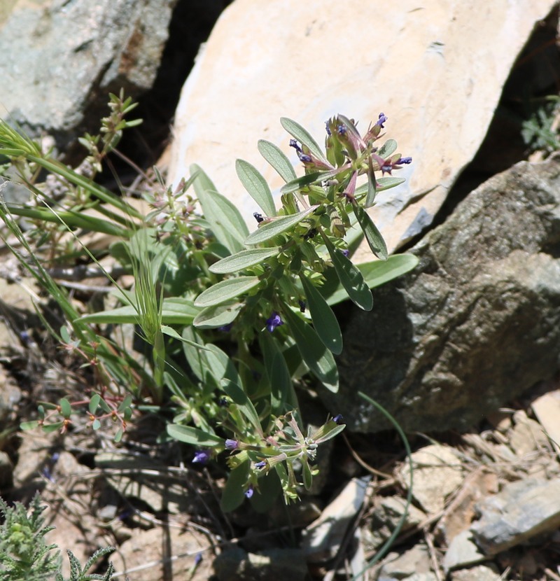 Image of Dracocephalum thymiflorum specimen.