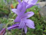 genus Campanula