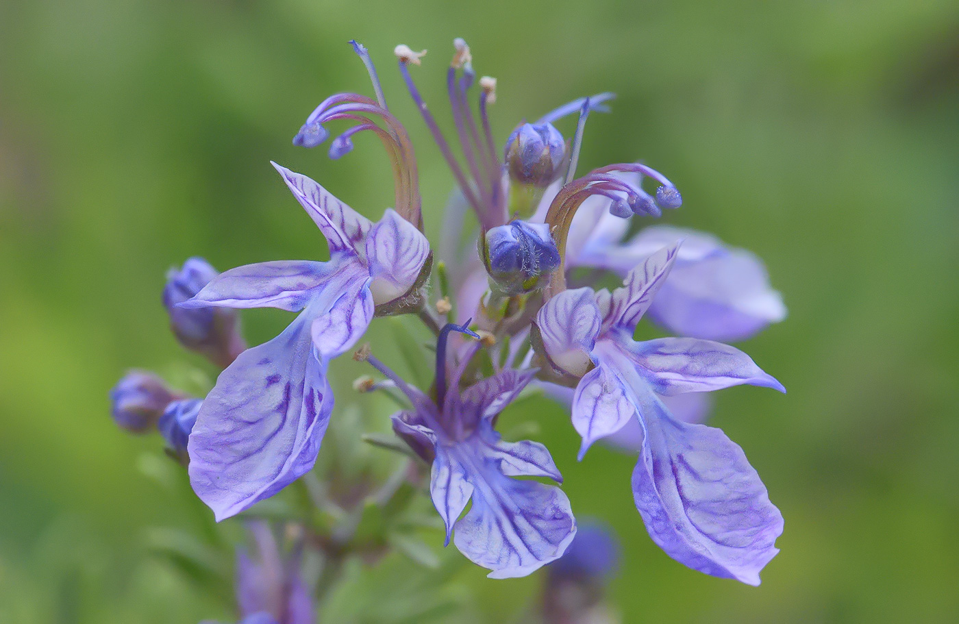 Image of Teucrium orientale specimen.