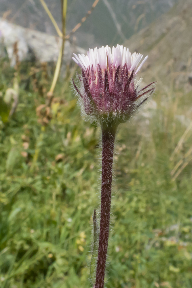 Изображение особи Erigeron uniflorus.