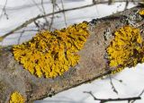 Xanthoria parietina