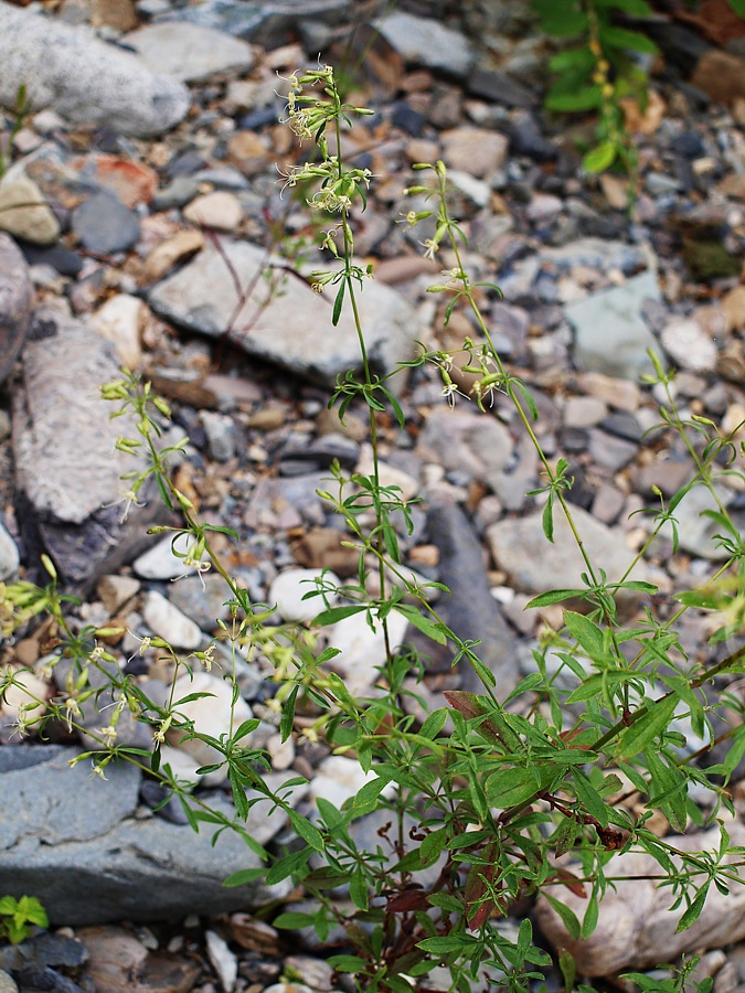 Image of Silene foliosa specimen.