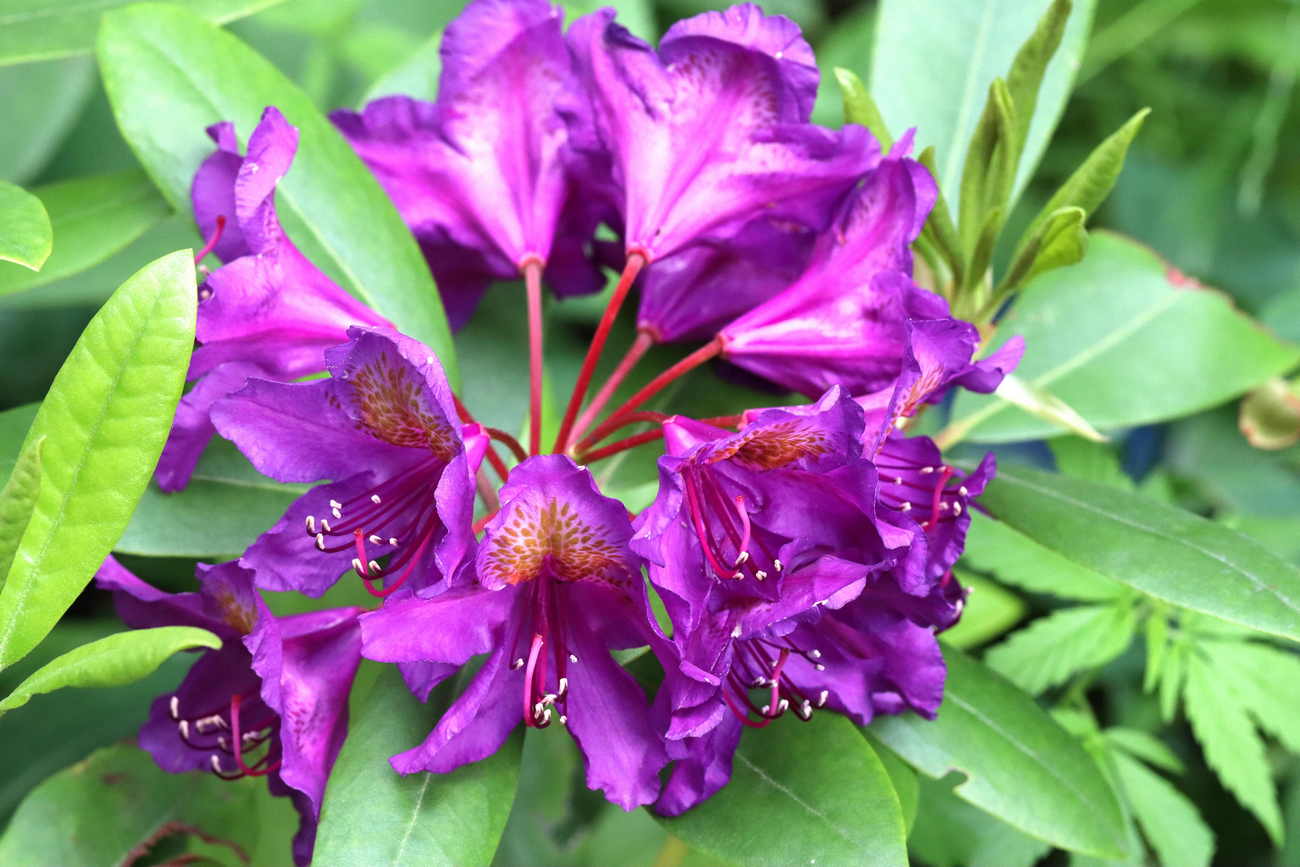 Image of Rhododendron catawbiense specimen.