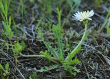 Taraxacum coreanum