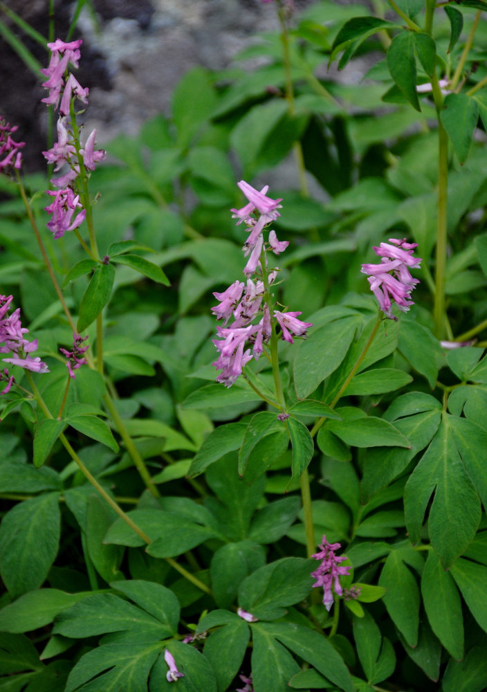 Image of Corydalis multiflora specimen.