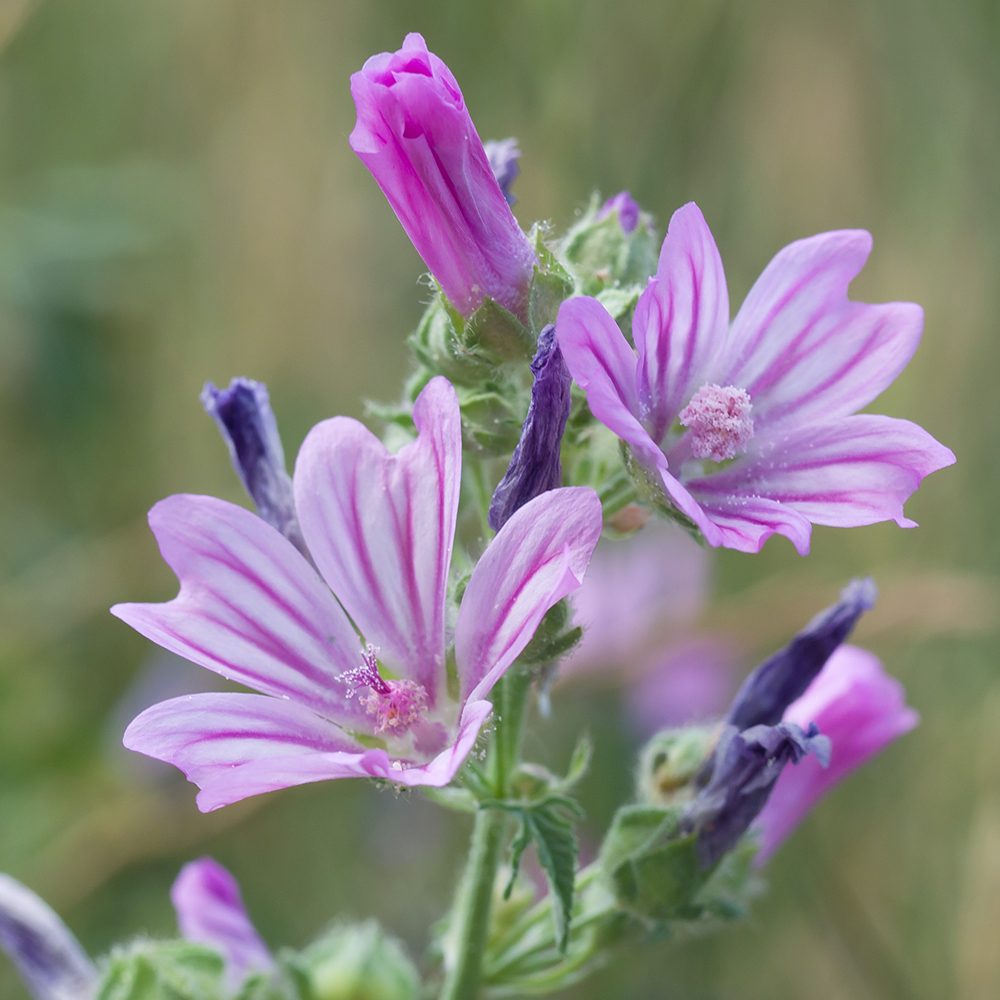 Image of Malva sylvestris specimen.