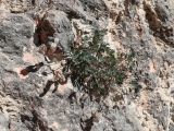 Astragalus abolinii
