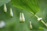 Polygonatum maximowiczii