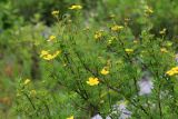 Dasiphora flava