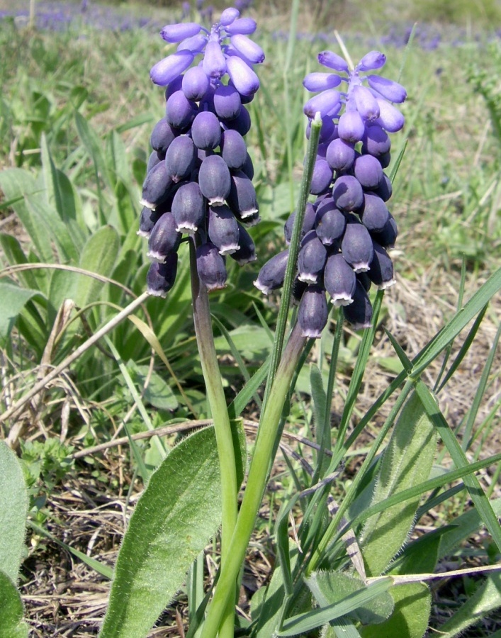 Image of Muscari neglectum specimen.