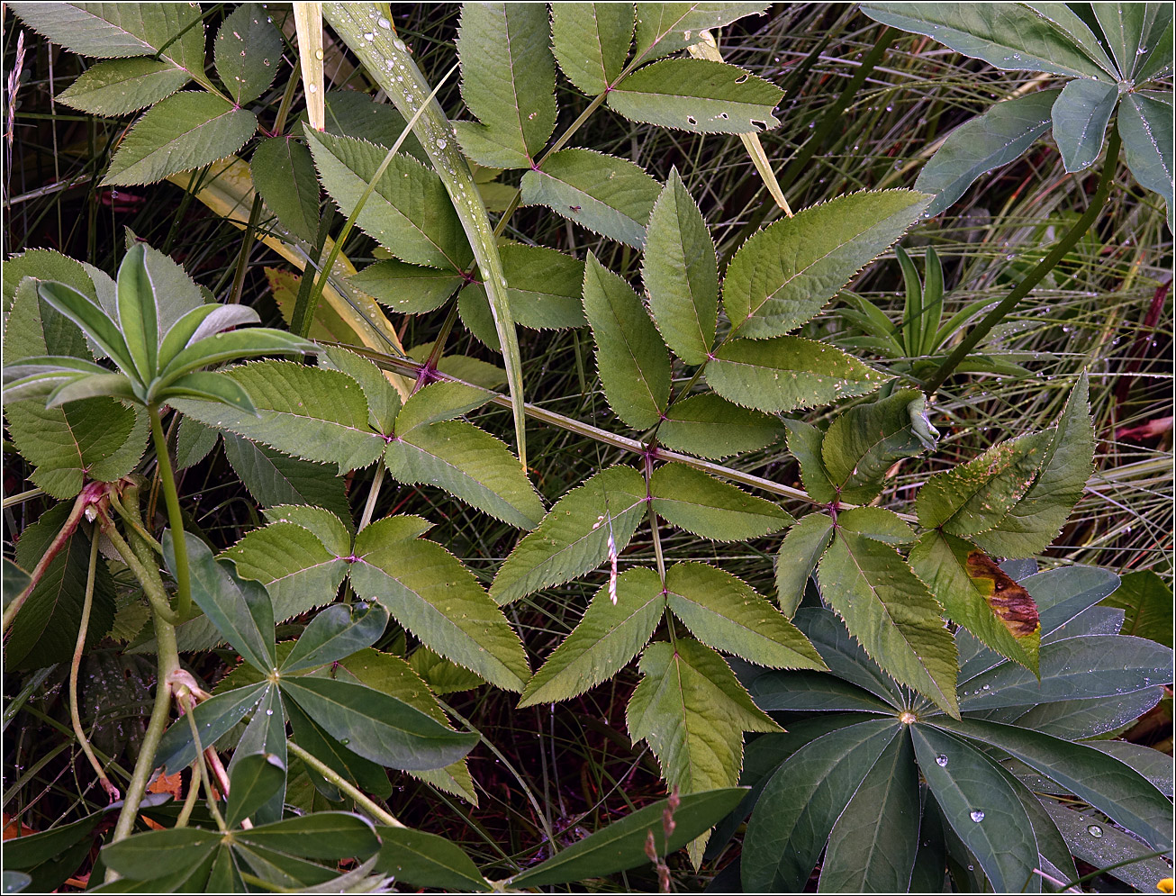 Image of Angelica sylvestris specimen.