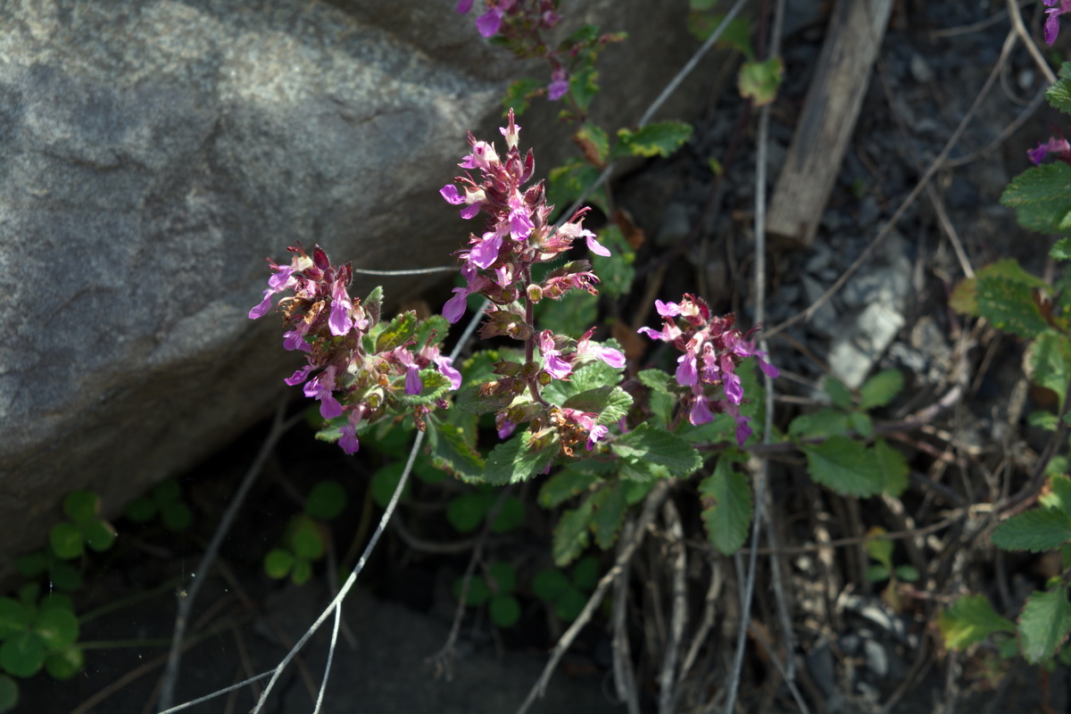 Изображение особи Teucrium chamaedrys.