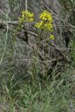 Erysimum canescens