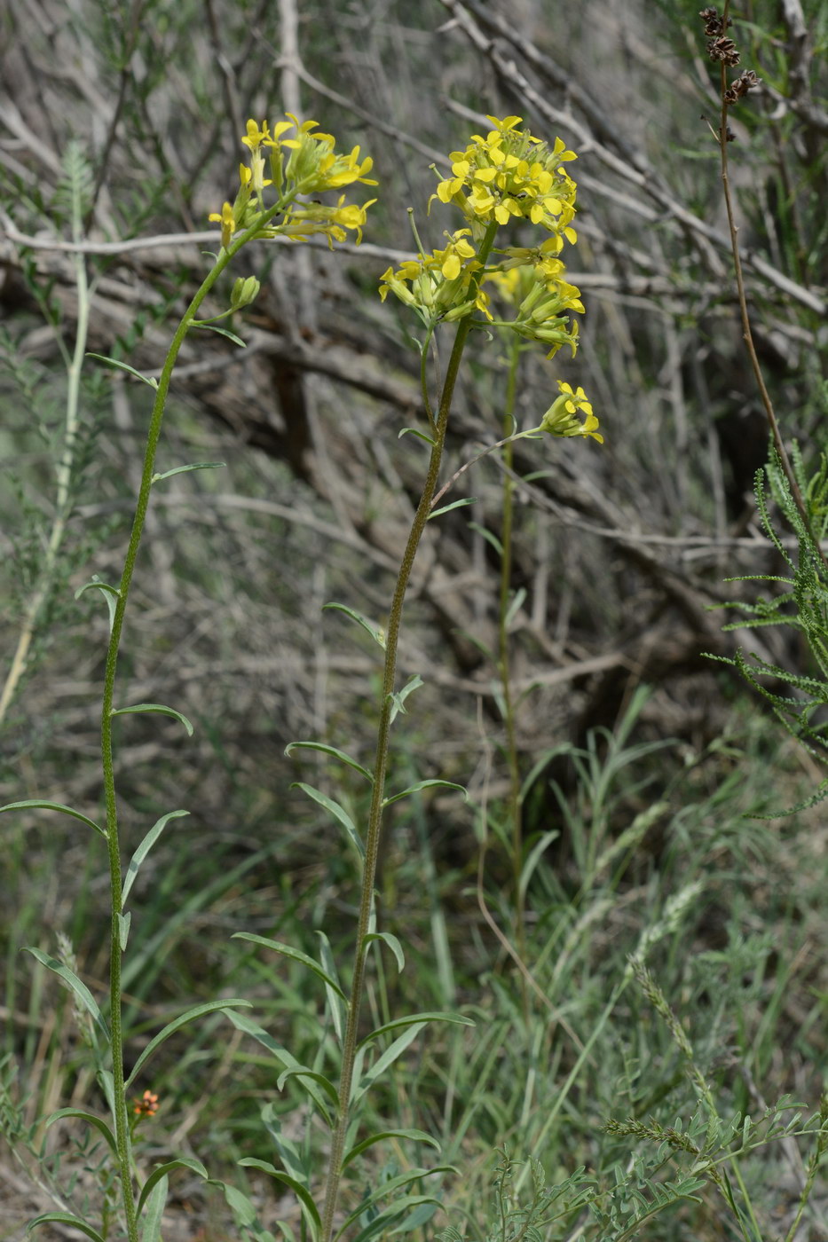 Изображение особи Erysimum canescens.