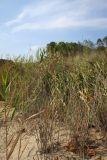 genus Phragmites. Растения на разных стадиях вегетации (вегетирующие, цветущие, плодоносящие и высохшие) на границе песчаного пляжа и закреплённой дюны. Болгария, Бургасская обл., г. Несебр, Южный пляж. 14.09.2021.