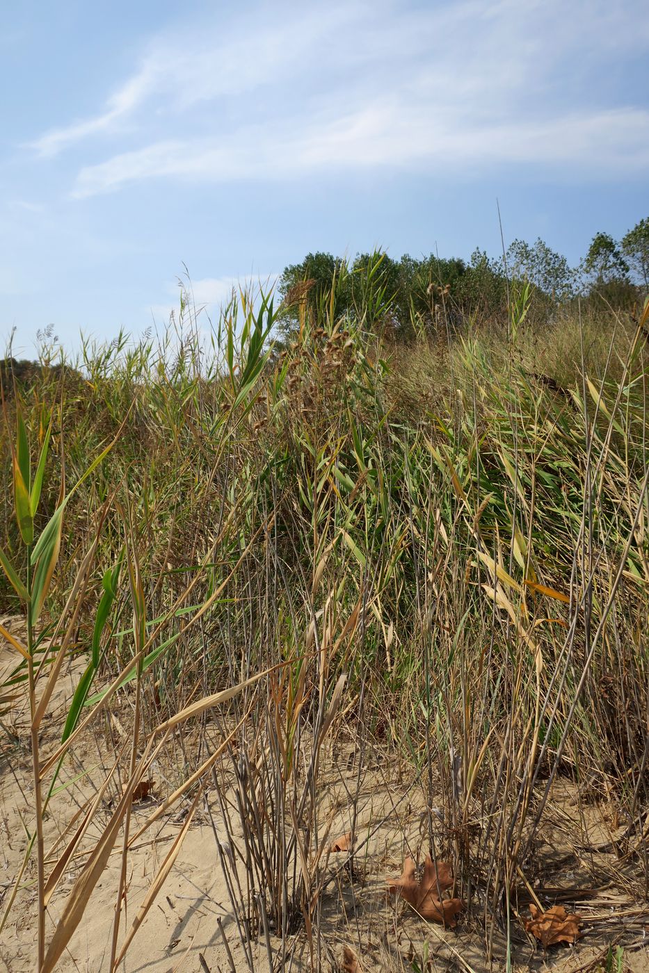 Изображение особи род Phragmites.