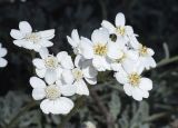 Achillea umbellata. Соцветие. Испания, автономное сообщество Каталония, провинция Жирона, комарка Баш-Эмпорда, муниципалитет Палафружель, ботанический сад \"Кап-Роч\". 29.04.2022.