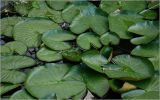Nymphaea candida