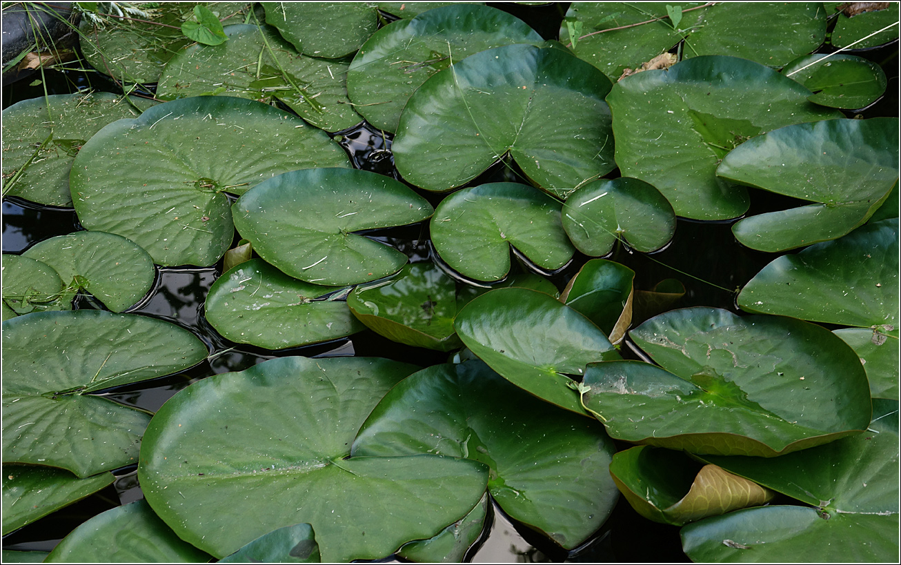 Image of Nymphaea candida specimen.