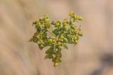 Euphorbia seguieriana