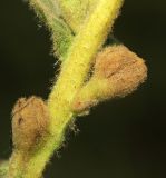 Verbascum densiflorum