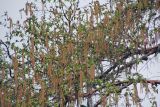род Betula
