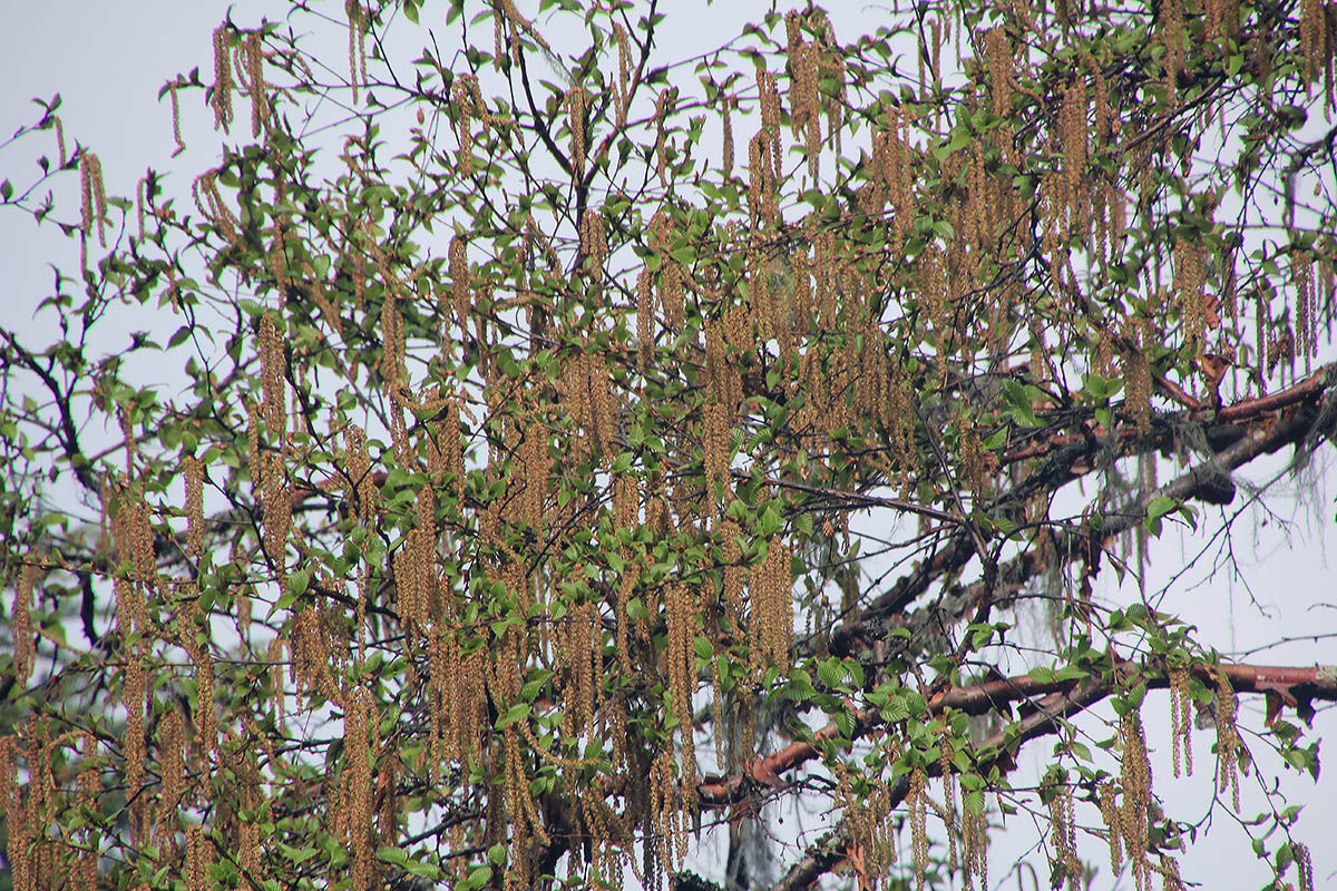 Image of genus Betula specimen.