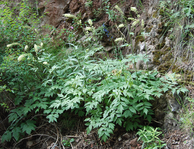 Image of Cimicifuga foetida specimen.