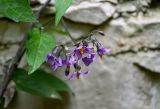 Solanum dulcamara. Соцветие. Чечня, Шатойский р-н, Нихалойские водопады, подножие скалы, берег ручья. 26.07.2022.