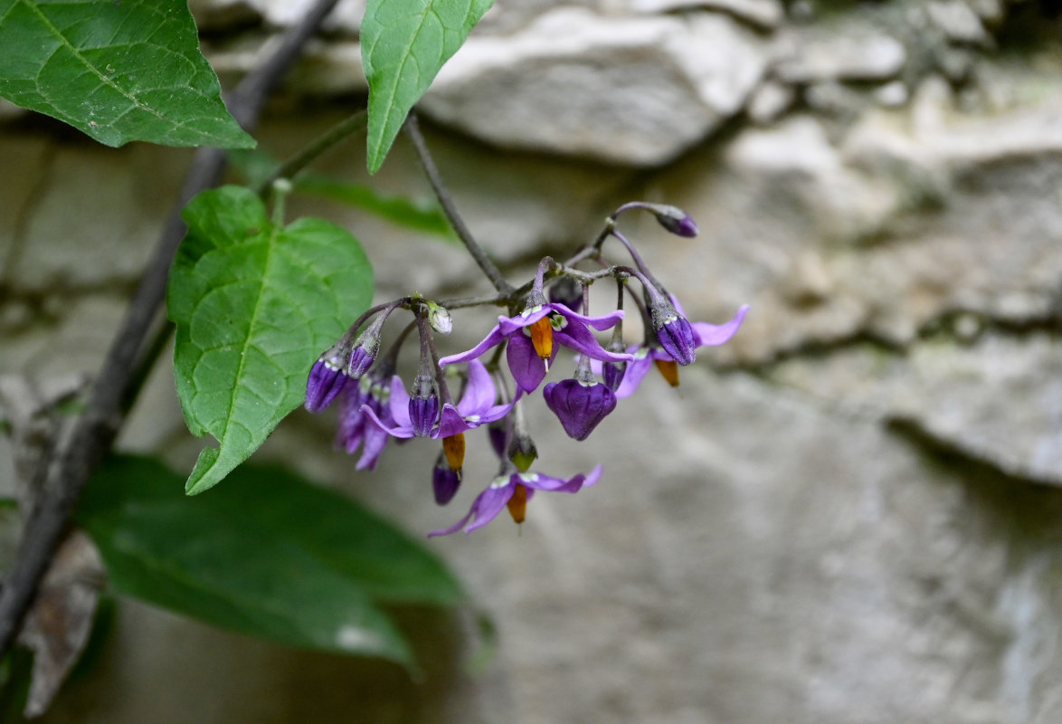 Изображение особи Solanum dulcamara.