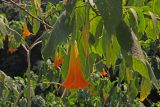 род Brugmansia