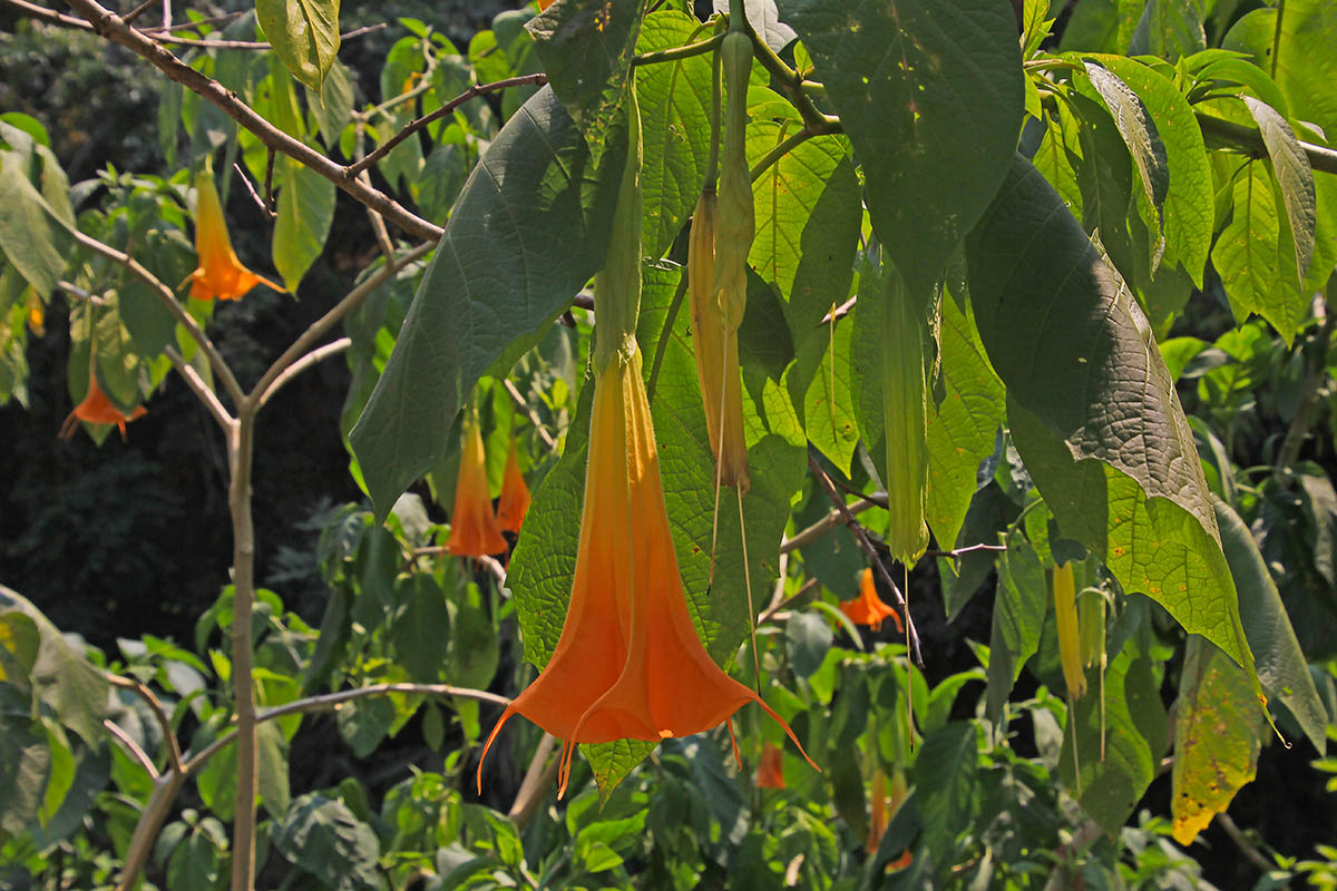 Изображение особи род Brugmansia.