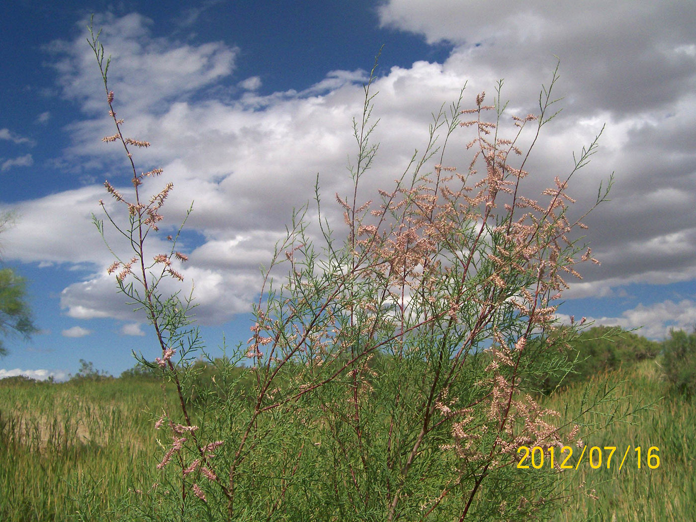 Image of Tamarix gracilis specimen.