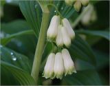 Polygonatum multiflorum