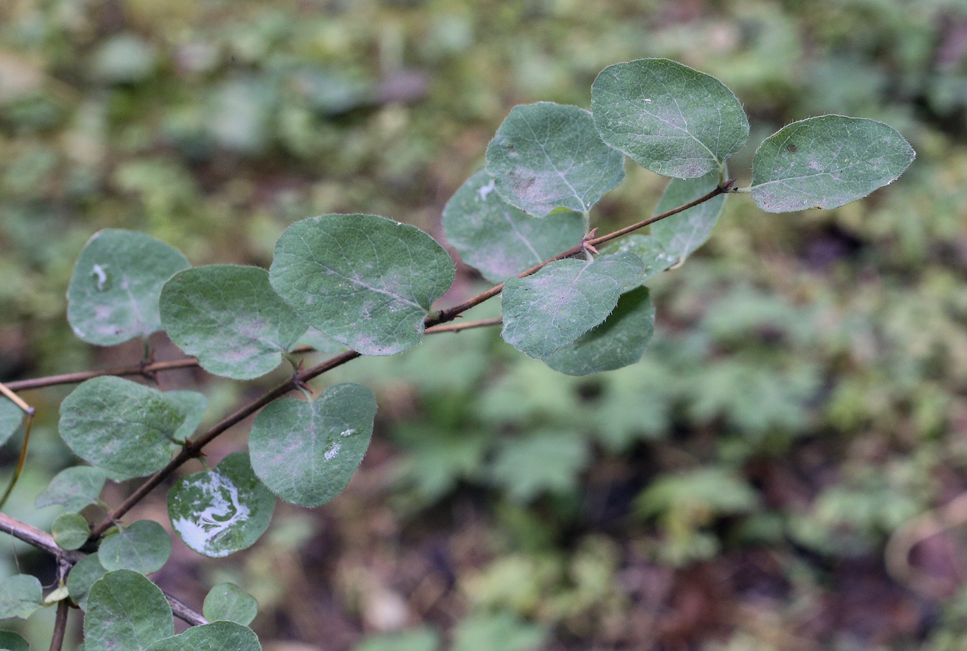 Изображение особи Lonicera iberica.