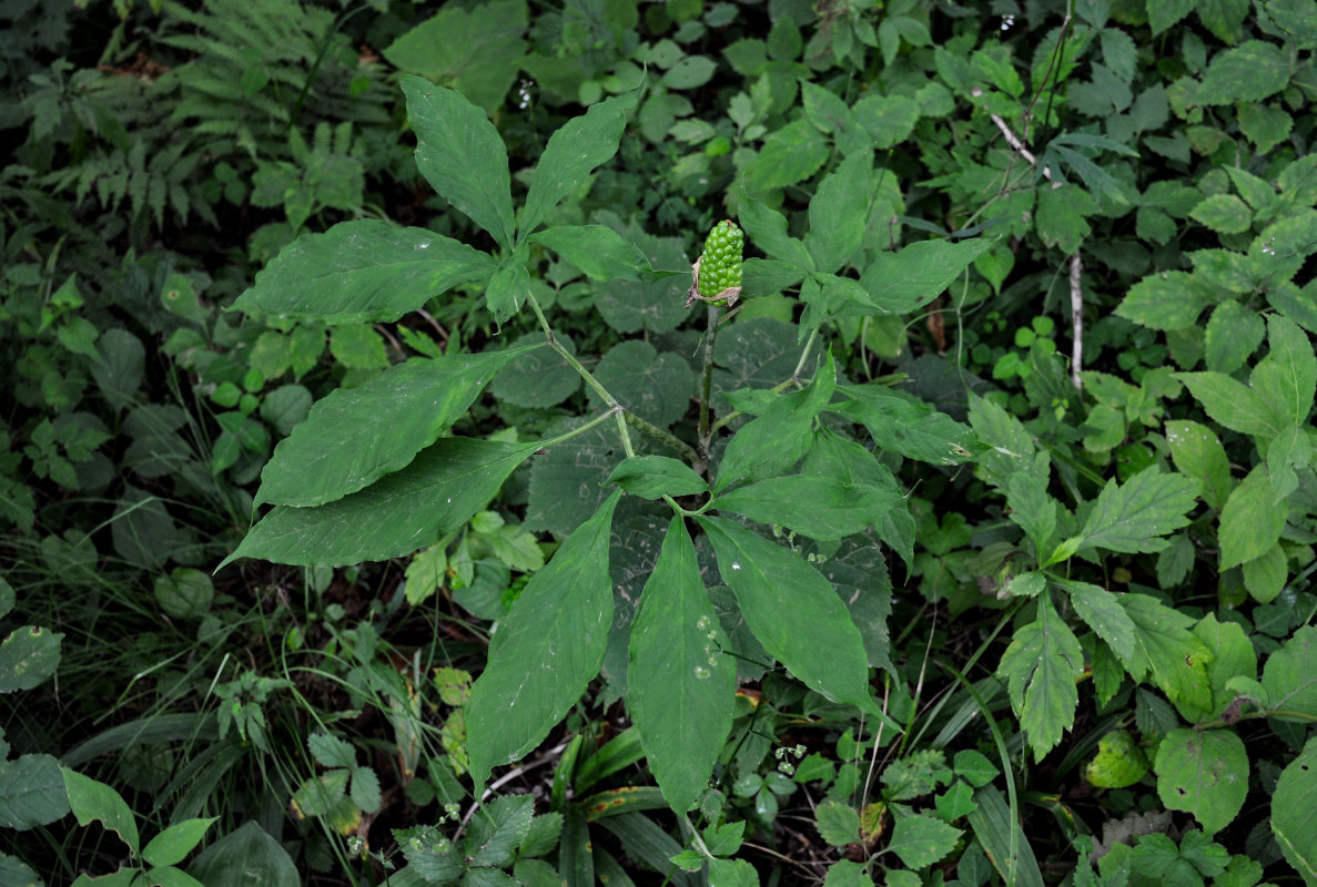 Изображение особи Arisaema peninsulae.