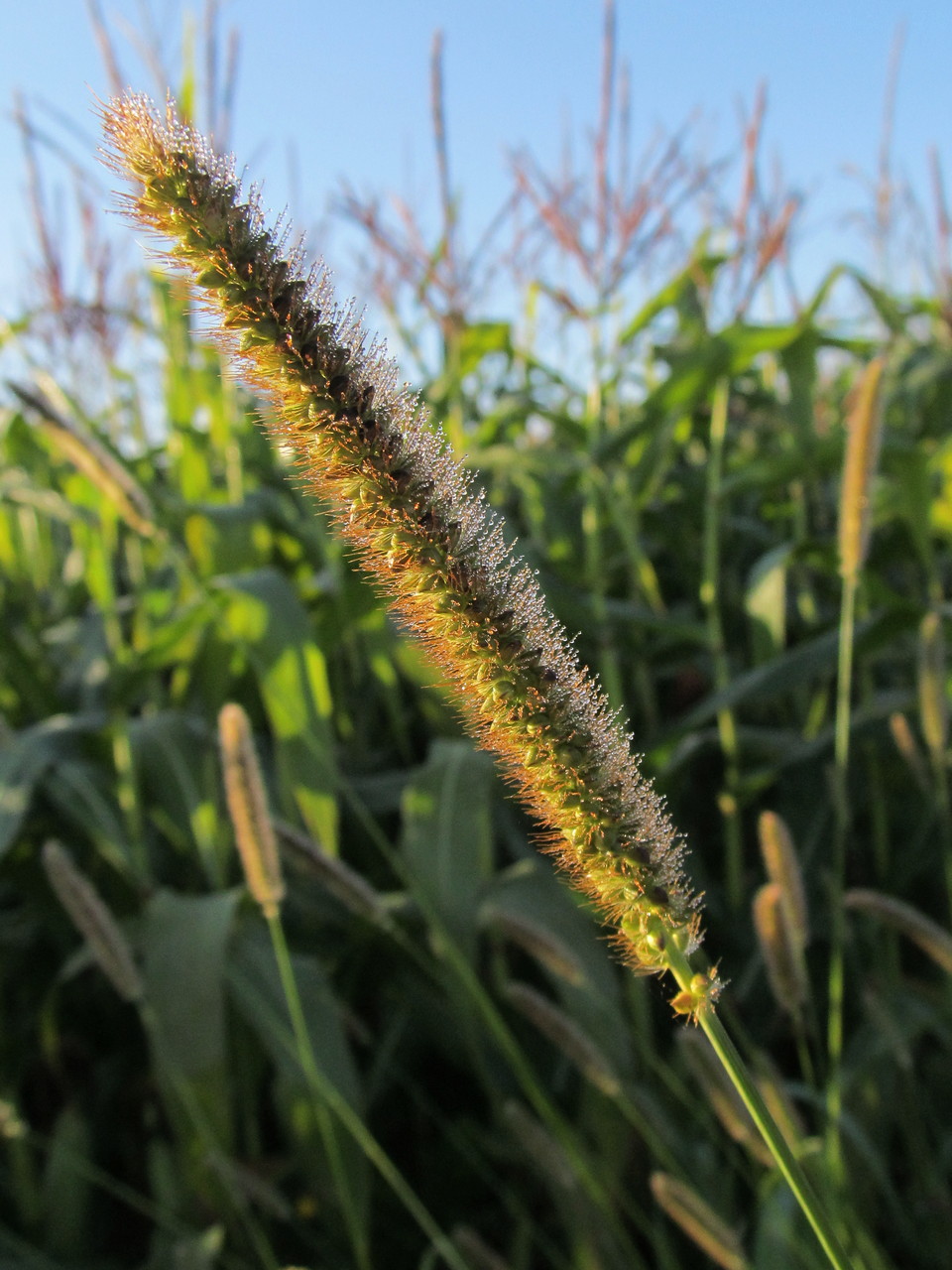 Image of Setaria pumila specimen.