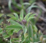 род Trifolium