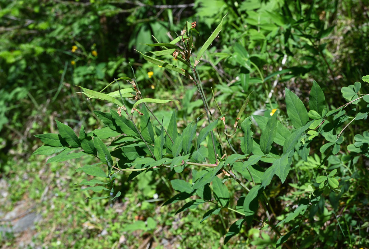 Image of Lathyrus gmelinii specimen.