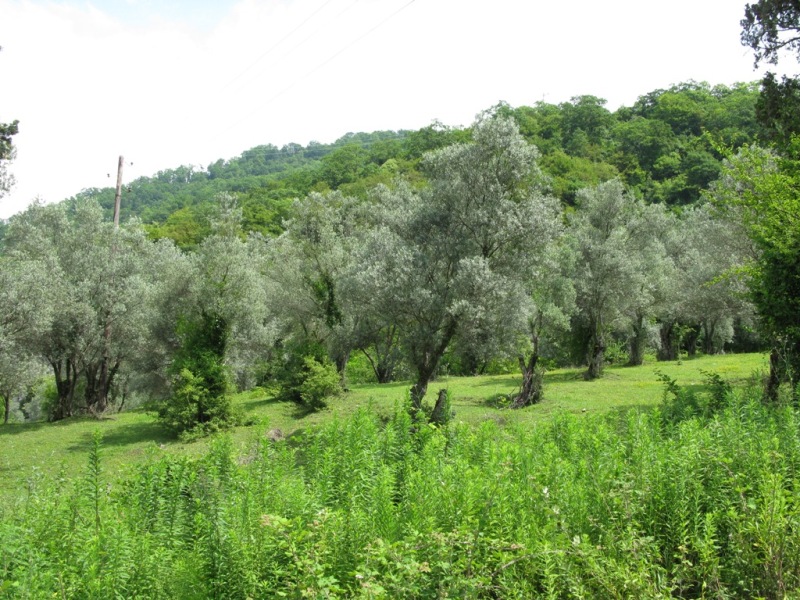 Image of Olea europaea specimen.