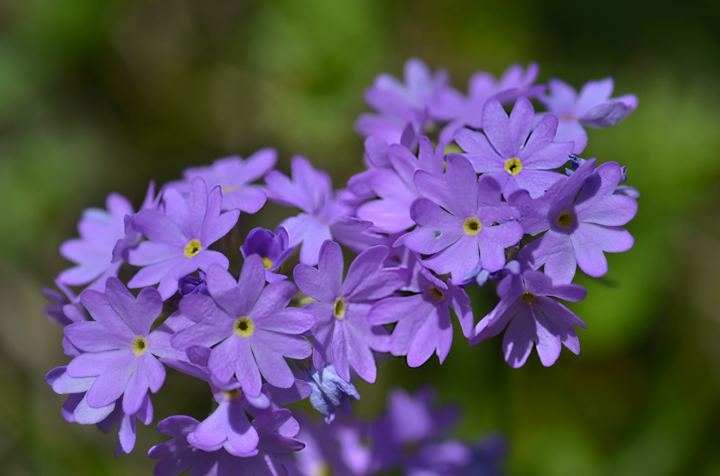 Image of Primula algida specimen.