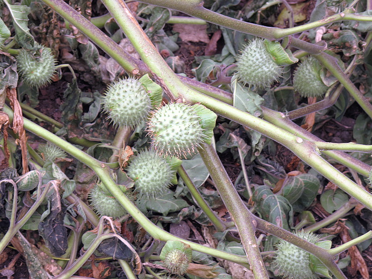 Изображение особи Datura innoxia.