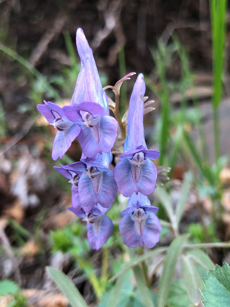 Изображение особи Corydalis turtschaninovii.