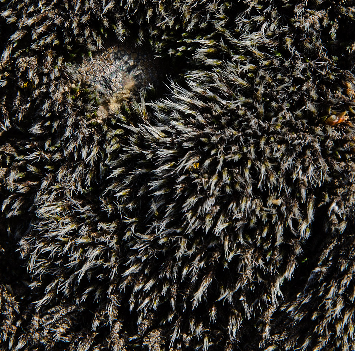Image of class Bryopsida specimen.
